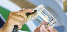 Viewpoint: Radioactive drips, urine and snake venom — MAHA-inspired huckster biohackers endorse bizarre (and expensive) life-extension experiments